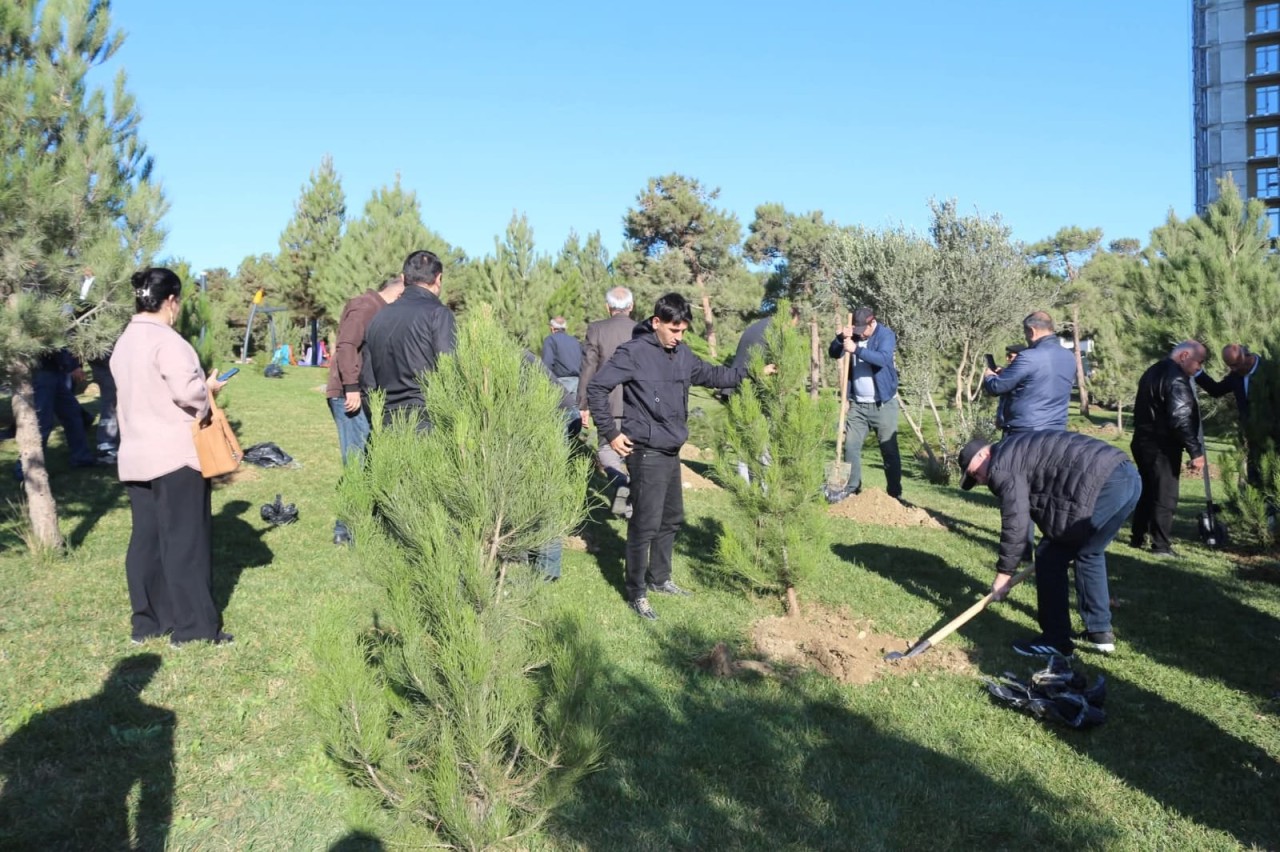 Xətai rayonunda ağacəkmə aksiyası keçirilib - FOTOLAR